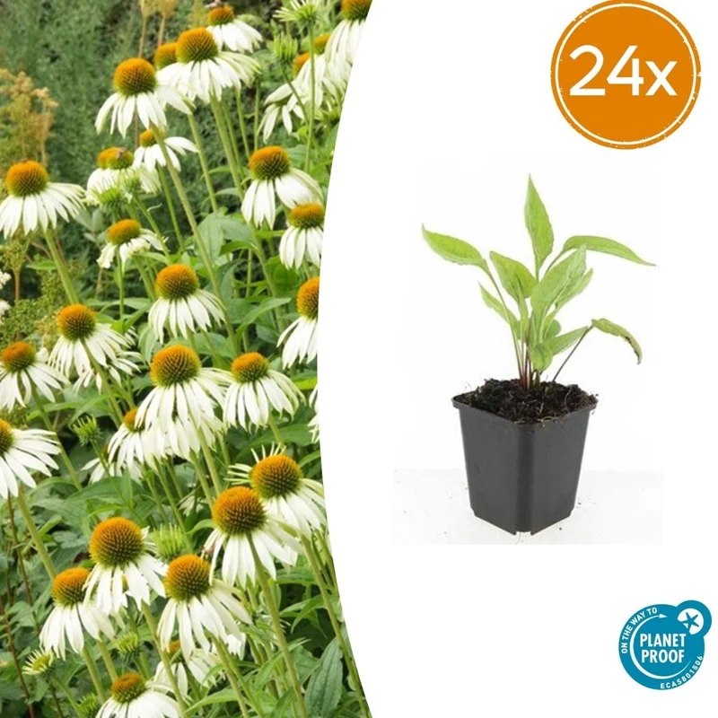 24x Sonnenhut 'White Swan' kaufen – Echinacea purpurea | Weiß blühend, Höhe 10–25 cm