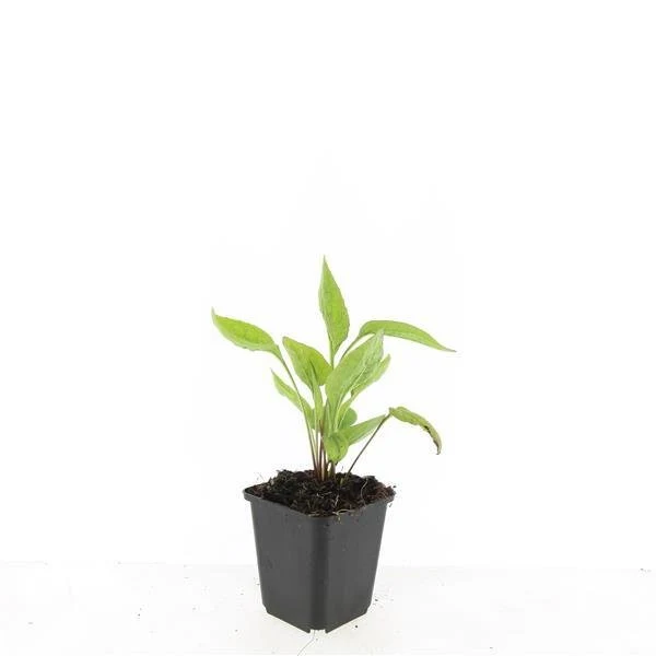 24x Sonnenhut 'White Swan' kaufen – Echinacea purpurea | Weiß blühend, Höhe 10–25 cm