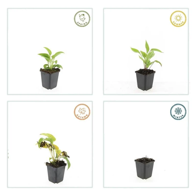 24x Sonnenhut 'White Swan' kaufen – Echinacea purpurea | Weiß blühend, Höhe 10–25 cm