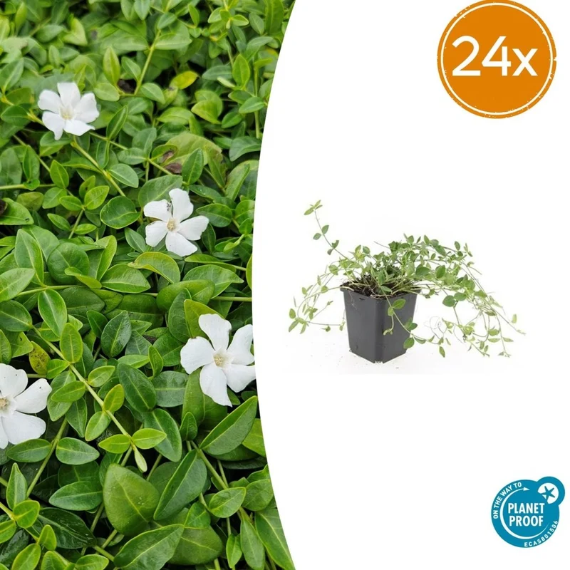 24x Vinca minor ‘Gertrude Jekyll’ - Höhe 10-25 cm - Ø 9 cm