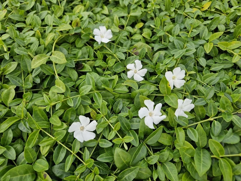 24x Vinca minor ‘Gertrude Jekyll’ - Höhe 10-25 cm - Ø 9 cm