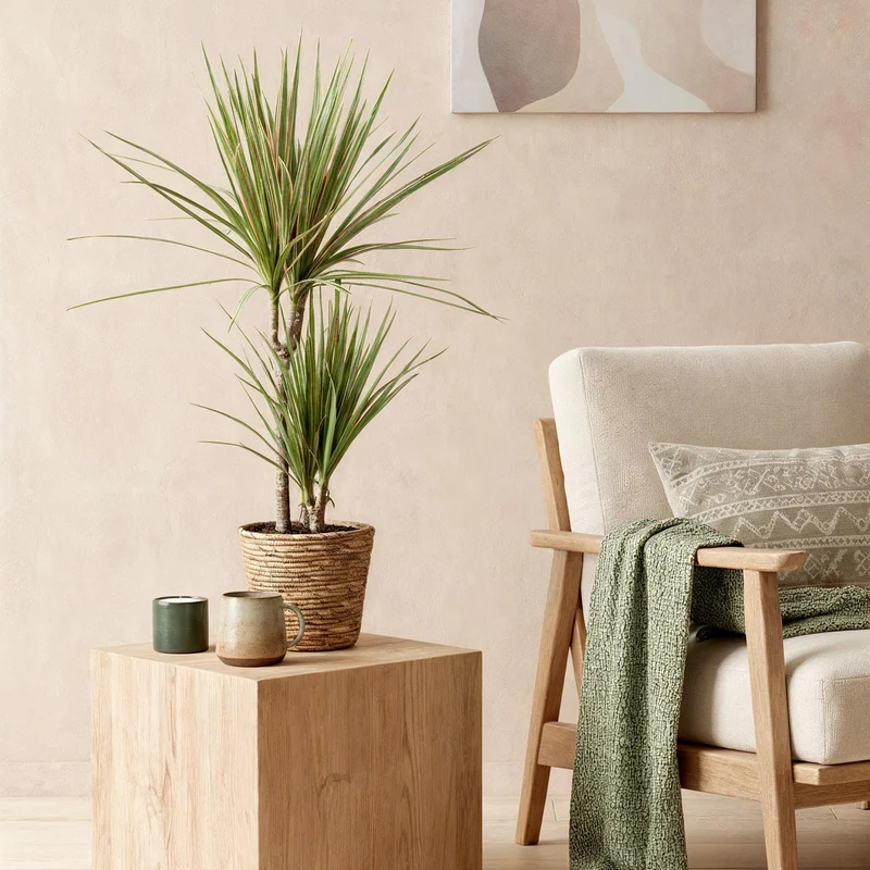 Dracaena Marginata Bicolor - Drachenbaum mit Korb in verschiedenen Größen 70-75cm, 90-100cm