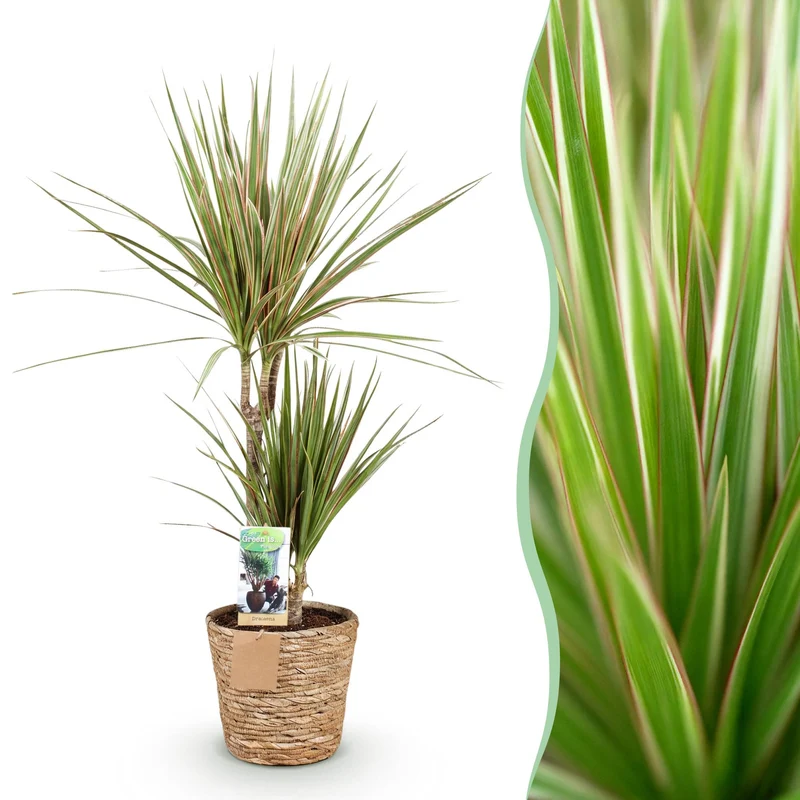 Dracaena Marginata Bicolor - Drachenbaum mit Korb in verschiedenen Größen 70-75cm, 90-100cm