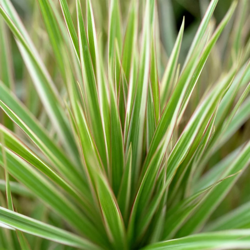 Dracaena Marginata Bicolor - Drachenbaum mit Korb in verschiedenen Größen 70-75cm, 90-100cm