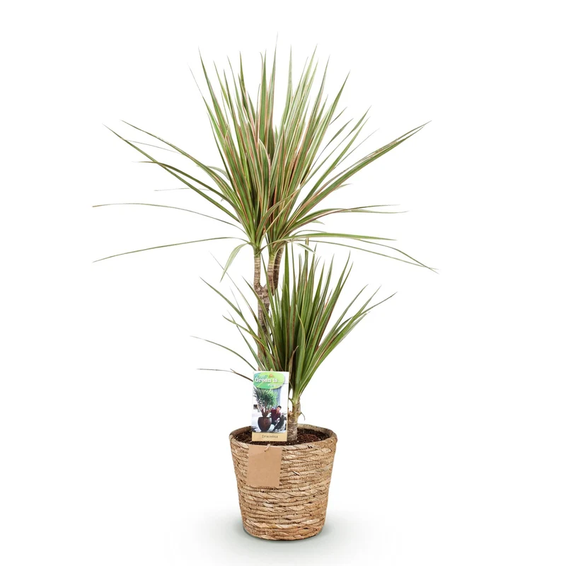 Dracaena Marginata Bicolor - Drachenbaum mit Korb in verschiedenen Größen 70-75cm, 90-100cm