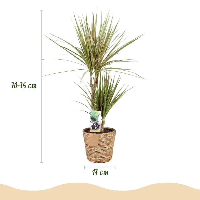 Dracaena Marginata Bicolor - Drachenbaum mit Korb in verschiedenen Größen 70-75cm, 90-100cm