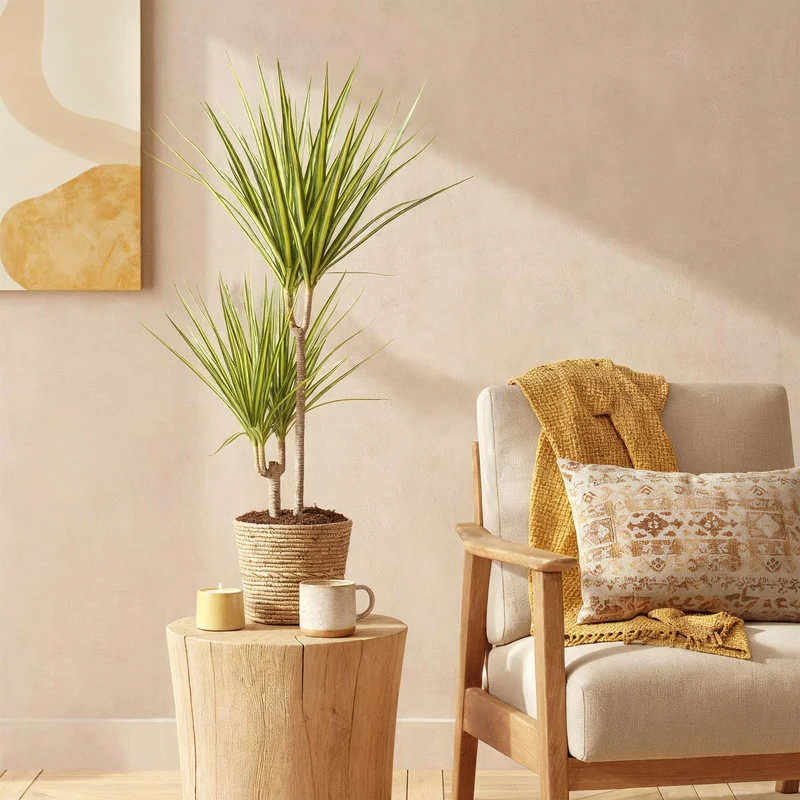 Dracaena Sunray - Drachenbaum mit Korb in verschiedenen Größen