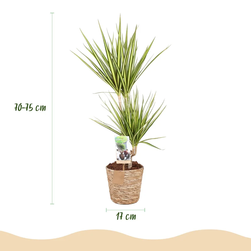 Dracaena Sunray - Drachenbaum mit Korb in verschiedenen Größen
