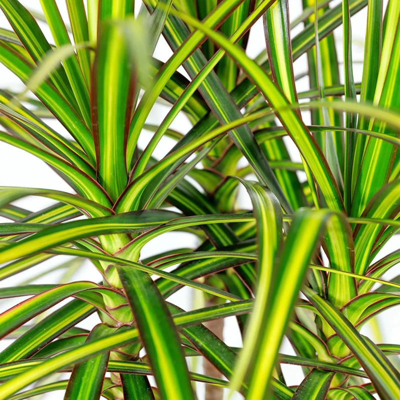 Dracaena Sunray - Drachenbaum mit Korb in verschiedenen Größen