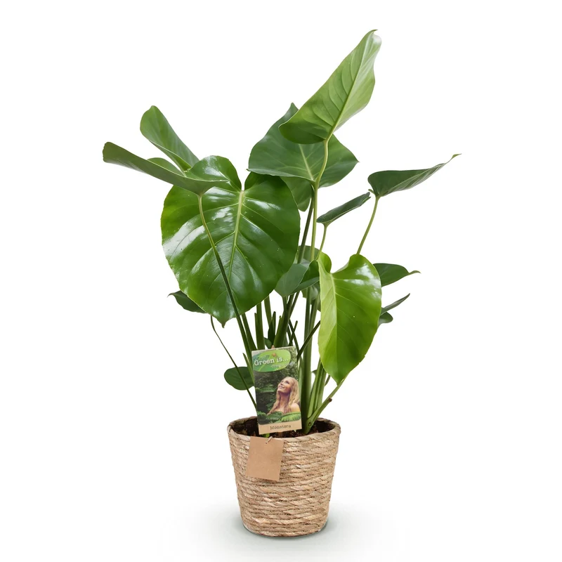 Monstera Deliciosa - Lochpflanze mit Korb in verschiedenen Größen