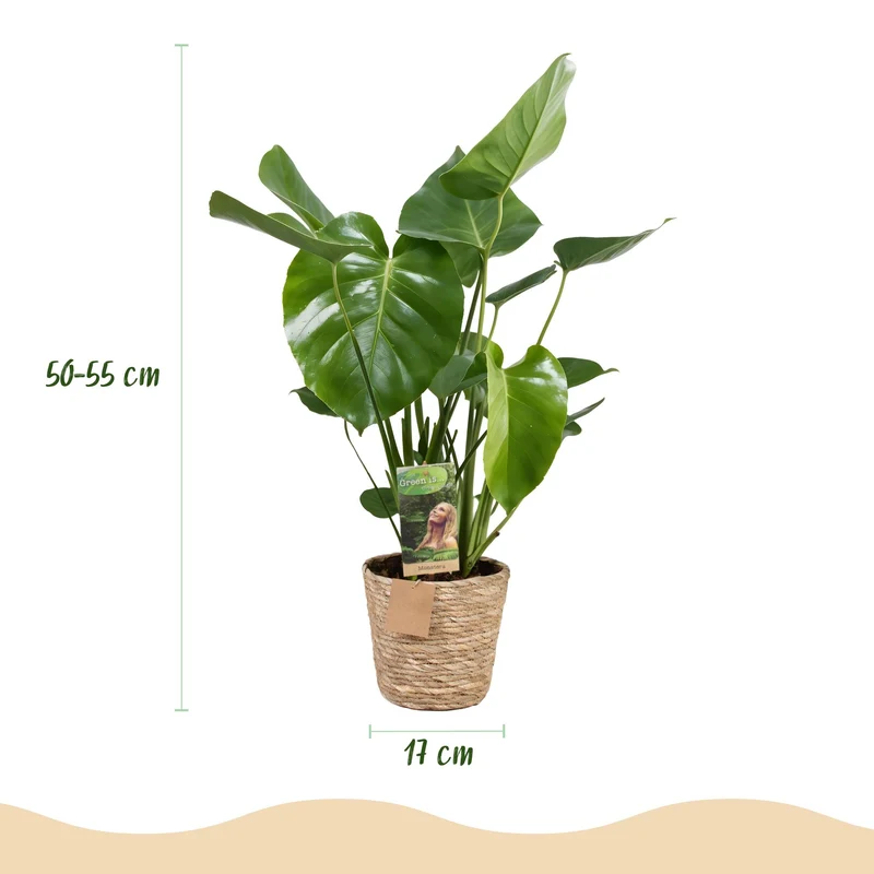 Monstera Deliciosa - Lochpflanze mit Korb in verschiedenen Größen