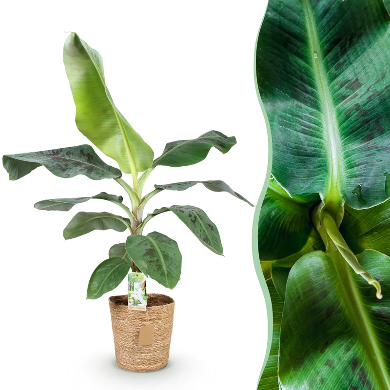 Musa acuminata Dwarf Cavendisch - Bananenpflanze mit Korb Höhe 70-75cm