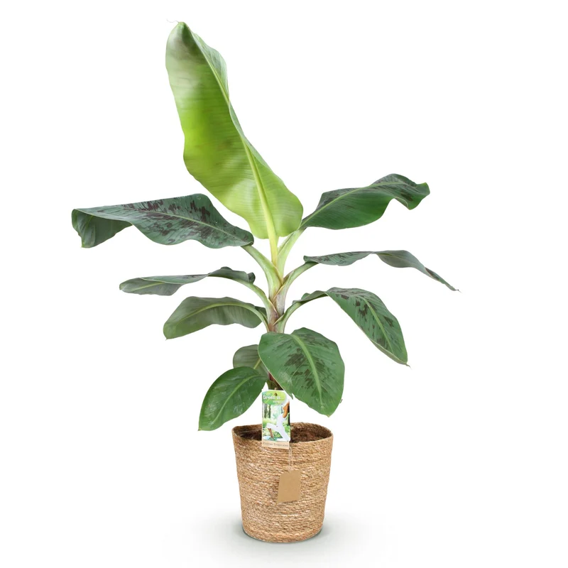 Musa acuminata Dwarf Cavendisch - Bananenpflanze mit Korb Höhe 70-75cm