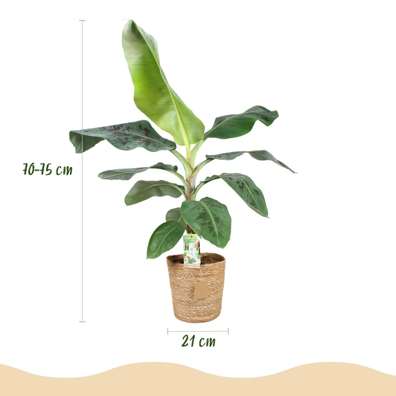 Musa acuminata Dwarf Cavendisch - Bananenpflanze mit Korb Höhe 70-75cm