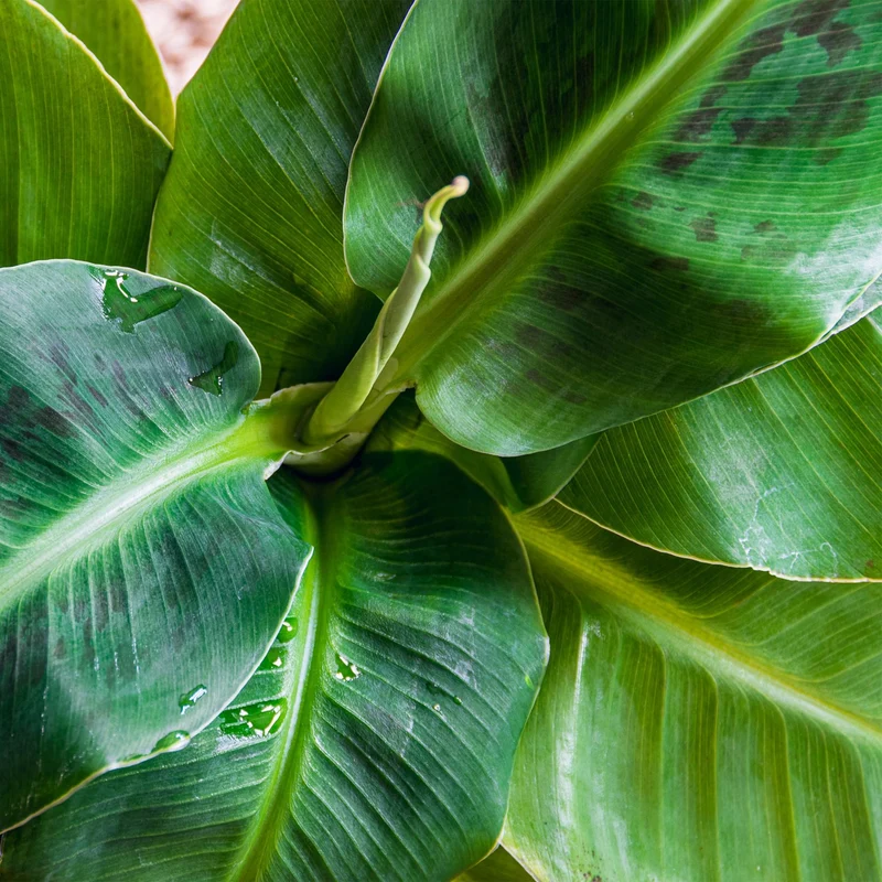 Musa acuminata Dwarf Cavendisch - Bananenpflanze mit Korb Höhe 70-75cm