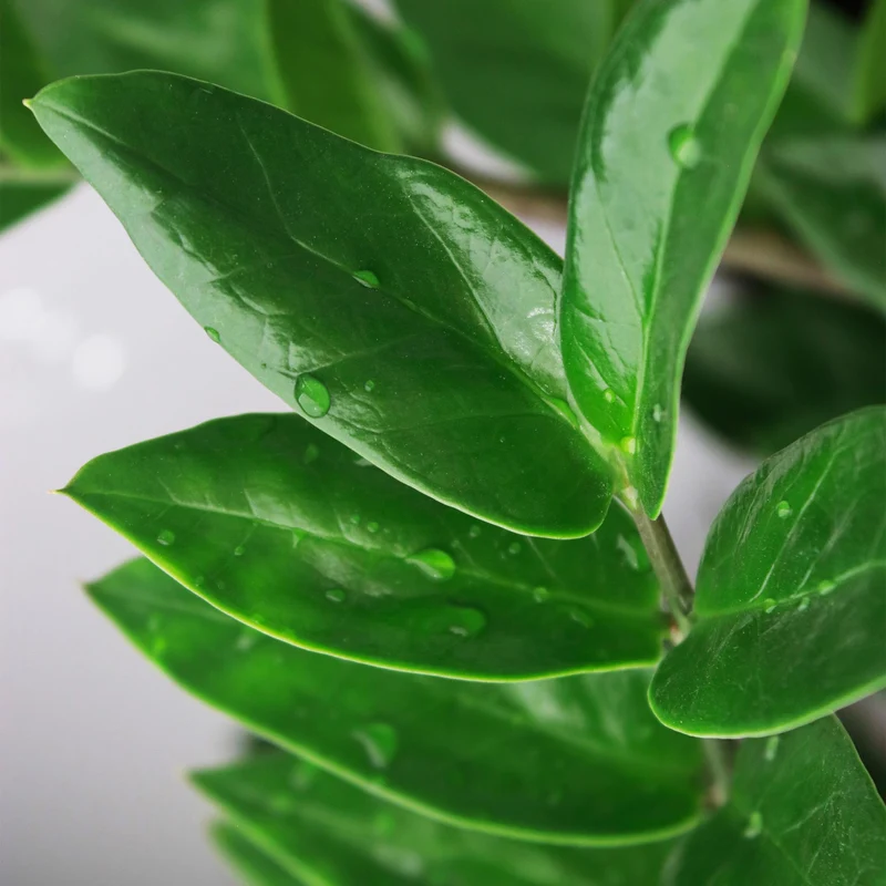 Zamioculcas mit Korb in verschiedenen Größen