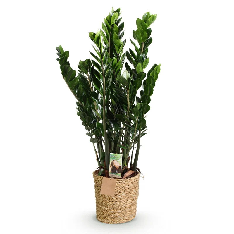 Zamioculcas mit Korb in verschiedenen Größen