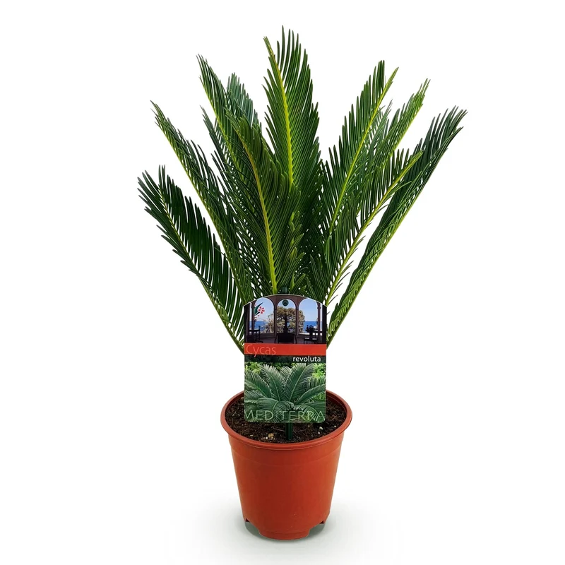 Cycas revoluta - Palmfarn in verschiedenen Größen