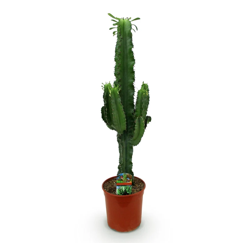 Euphorbia eritrea - Afrikanischer Milchbaum in verschiedenen Größen