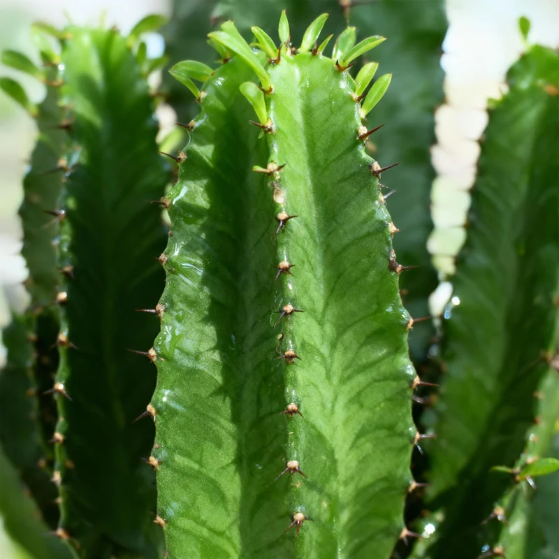 Euphorbia eritrea - Afrikanischer Milchbaum in verschiedenen Größen