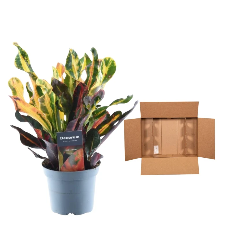 Codiaeum Mammi 30 cm – bunte Zimmerpflanze Topf 12