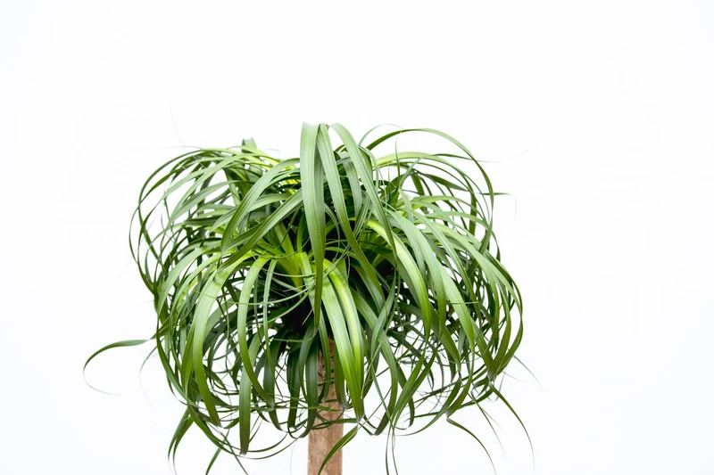 Beaucarnea XXL 180–210 cm – Elefantenfuß Zimmerpflanze