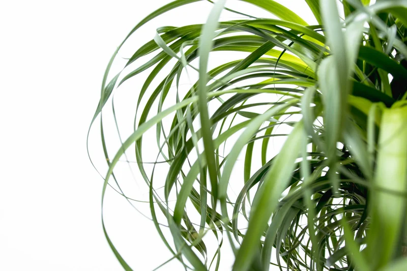 Beaucarnea XXL 180–210 cm – Elefantenfuß Zimmerpflanze