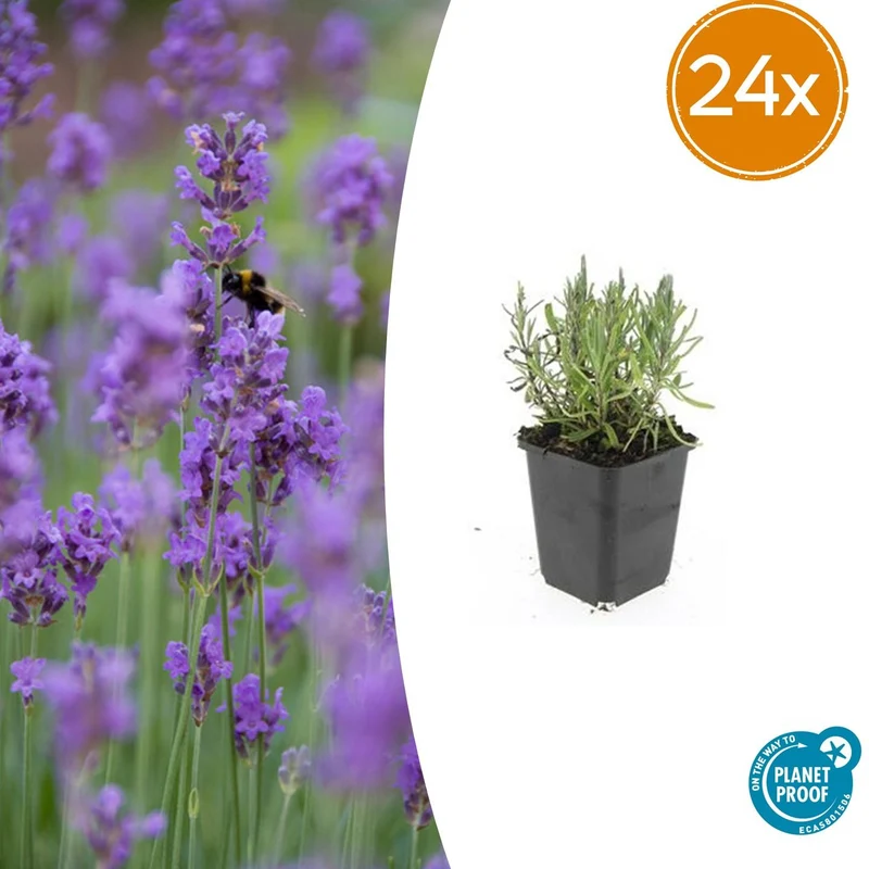 24x Lavendel 'Munstead' kaufen – Lavandula angustifolia | Höhe 10–25 cm, Ø 9 cm