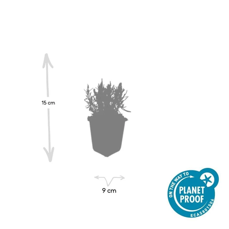 24x Lavendel 'Munstead' kaufen – Lavandula angustifolia | Höhe 10–25 cm, Ø 9 cm