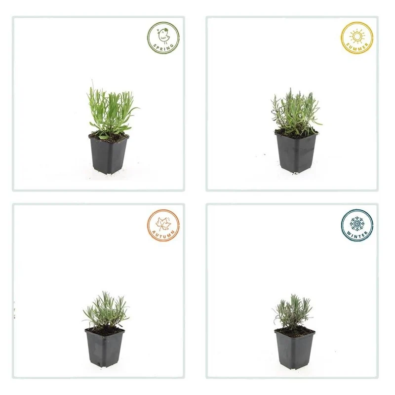 24x Lavendel 'Munstead' kaufen – Lavandula angustifolia | Höhe 10–25 cm, Ø 9 cm