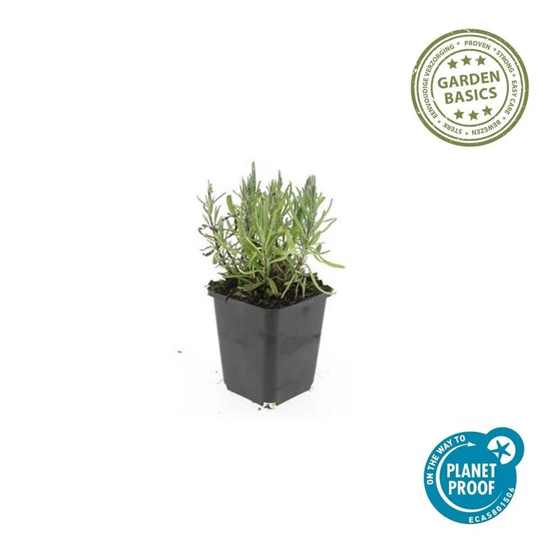 24x Lavendel 'Munstead' kaufen – Lavandula angustifolia | Höhe 10–25 cm, Ø 9 cm
