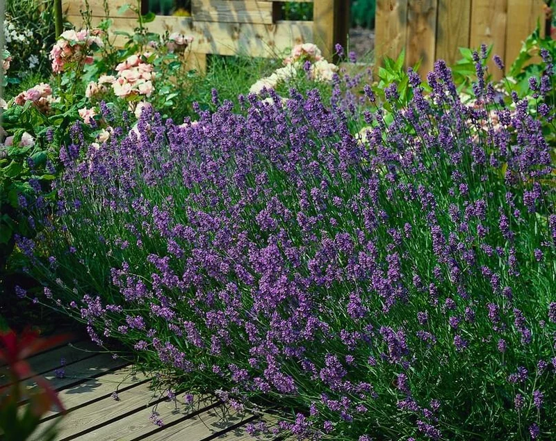 24x Lavendel 'Munstead' kaufen – Lavandula angustifolia | Höhe 10–25 cm, Ø 9 cm