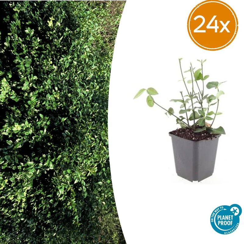 24x Euonymus fort. ‘Coloratus’ - Höhe 10-25 cm - Ø 9 cm
