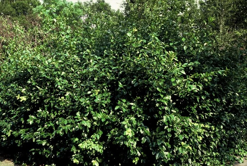 24x Euonymus fort. ‘Coloratus’ - Höhe 10-25 cm - Ø 9 cm