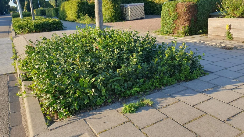 24x Euonymus fort. ‘Coloratus’ - Höhe 10-25 cm - Ø 9 cm