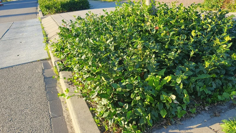 24x Euonymus fort. ‘Coloratus’ - Höhe 10-25 cm - Ø 9 cm
