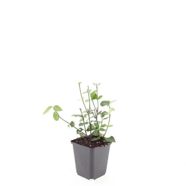 24x Euonymus fort. ‘Coloratus’ - Höhe 10-25 cm - Ø 9 cm