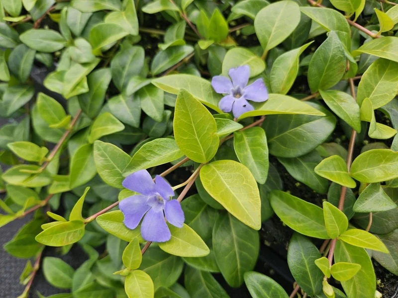 24x Immergrün kaufen – Vinca minor ‘La Grave’ - Höhe 10-25 cm - Ø 9 cm