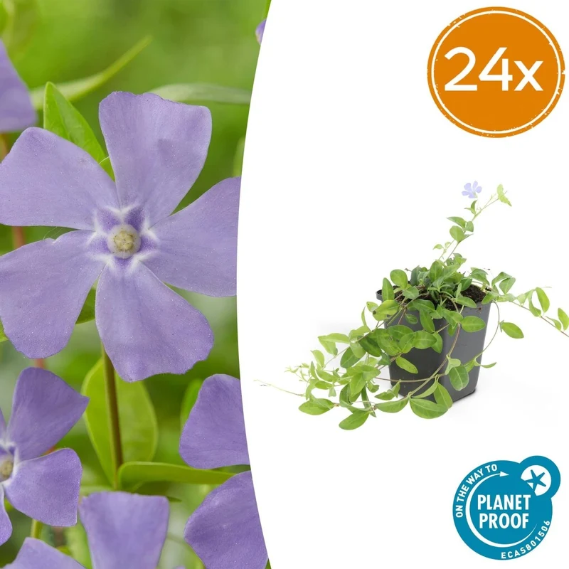24x Immergrün kaufen – Vinca minor ‘La Grave’ - Höhe 10-25 cm - Ø 9 cm