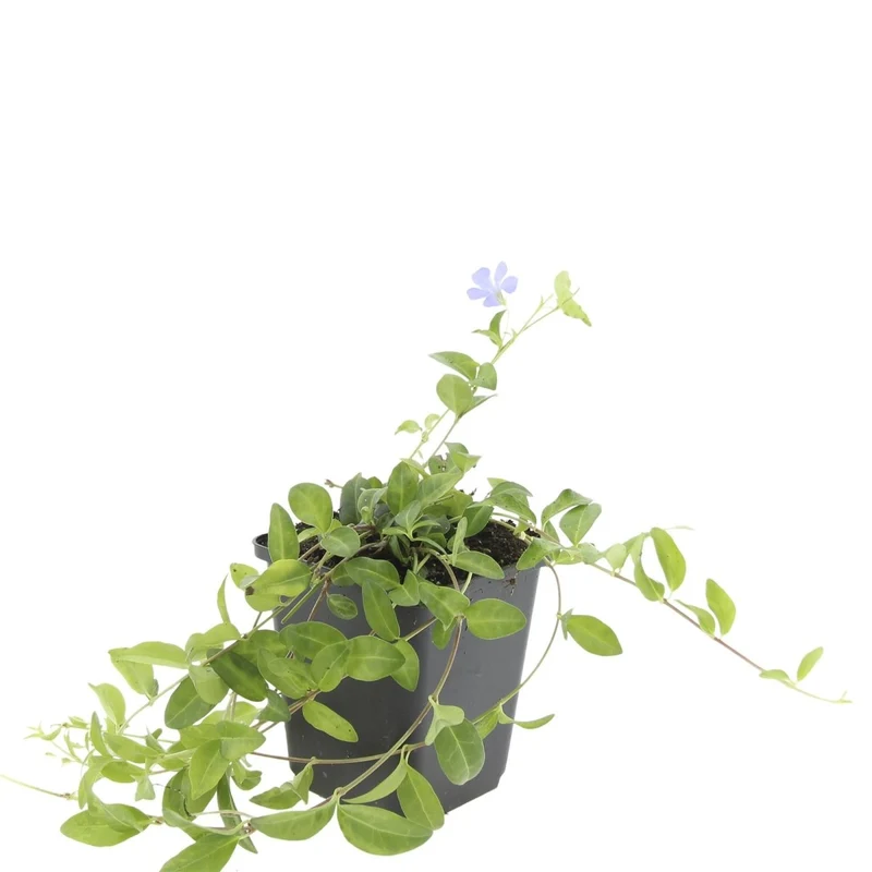 24x Immergrün kaufen – Vinca minor ‘La Grave’ - Höhe 10-25 cm - Ø 9 cm
