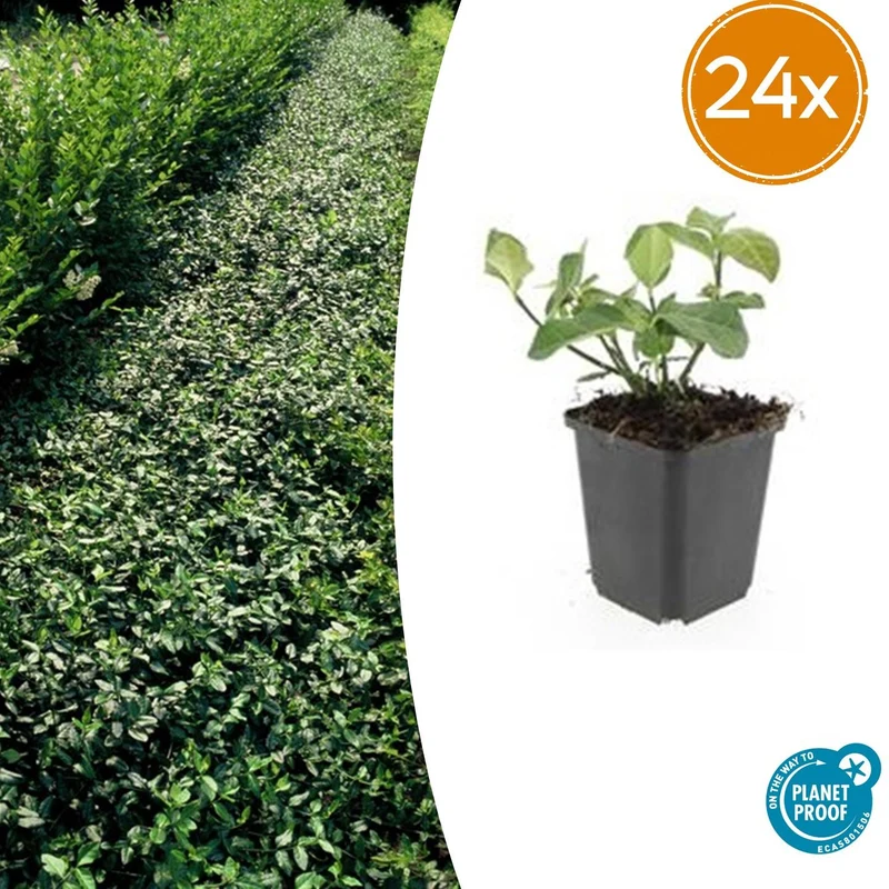 24x Euonymus fort. ‘Dart’s Blanket’ - Höhe 10-25 cm - Ø 9 cm