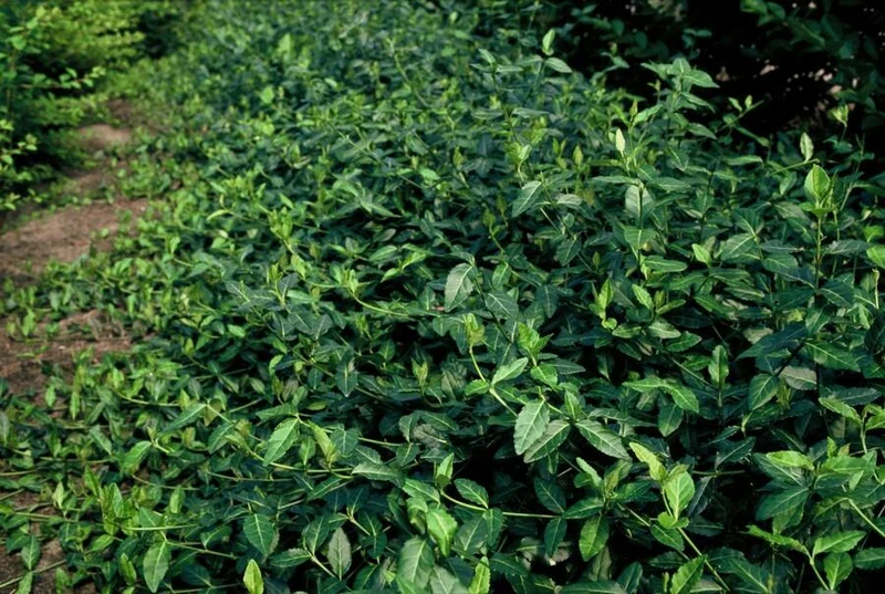 24x Euonymus fort. ‘Dart’s Blanket’ - Höhe 10-25 cm - Ø 9 cm