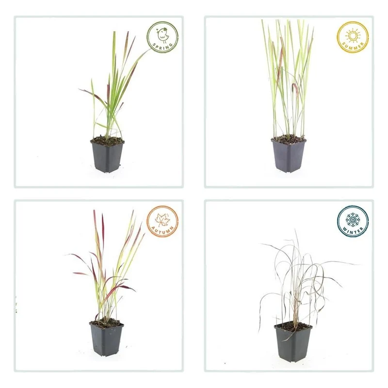 Imperata cylindrica ‘Red Baron’ – 24 Pflanzen Ø 9 cm – Japanisches Blutgras mit intensiver roter Färbung