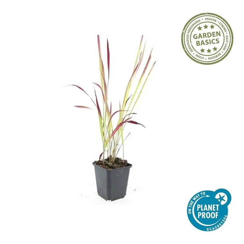 Imperata cylindrica ‘Red Baron’ – 24 Pflanzen Ø 9 cm – Japanisches Blutgras mit intensiver roter Färbung