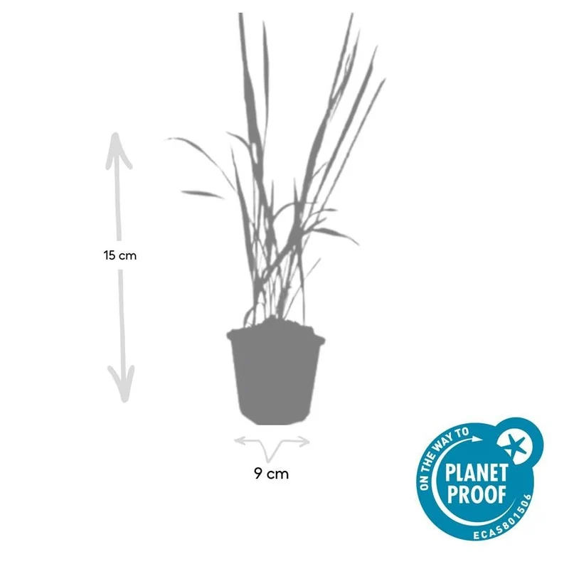 Imperata cylindrica ‘Red Baron’ – 24 Pflanzen Ø 9 cm – Japanisches Blutgras mit intensiver roter Färbung
