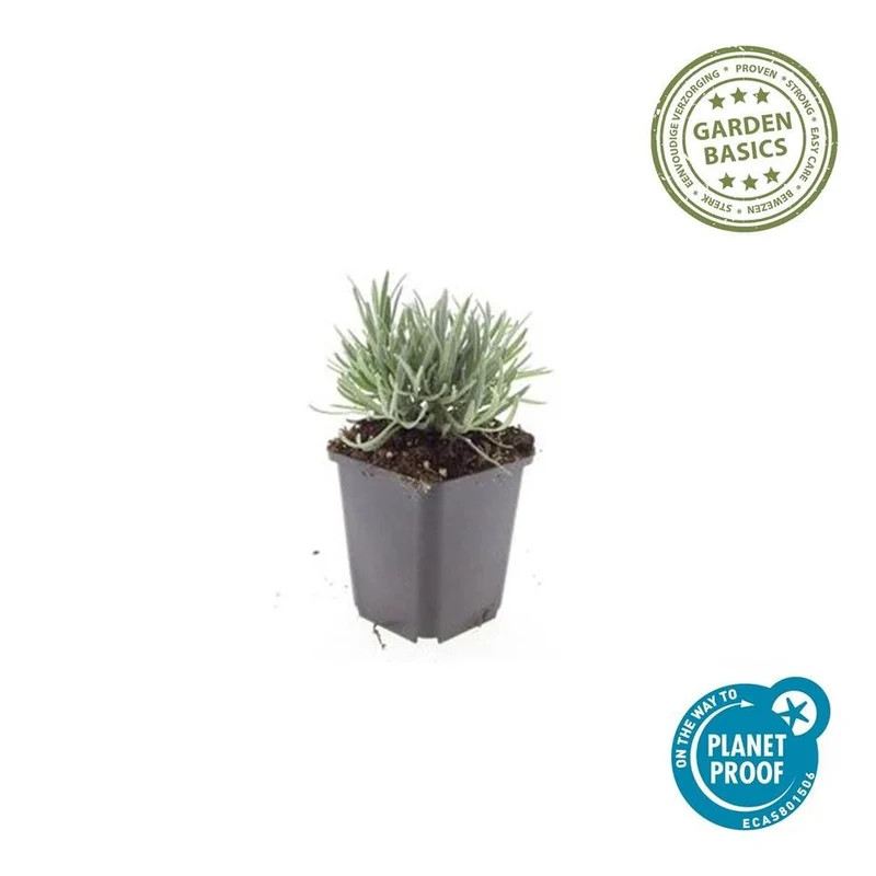 Lavandula intermedia ‘Edelweiss’ – 24 Pflanzen Ø 9 cm – Weißblühender Lavendel mit intensivem Duft