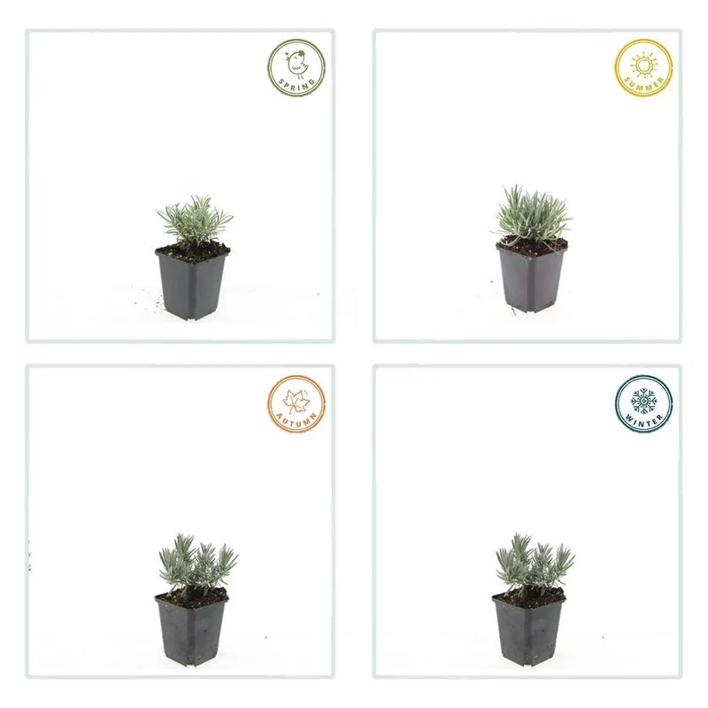 Lavandula intermedia ‘Edelweiss’ – 24 Pflanzen Ø 9 cm – Weißblühender Lavendel mit intensivem Duft
