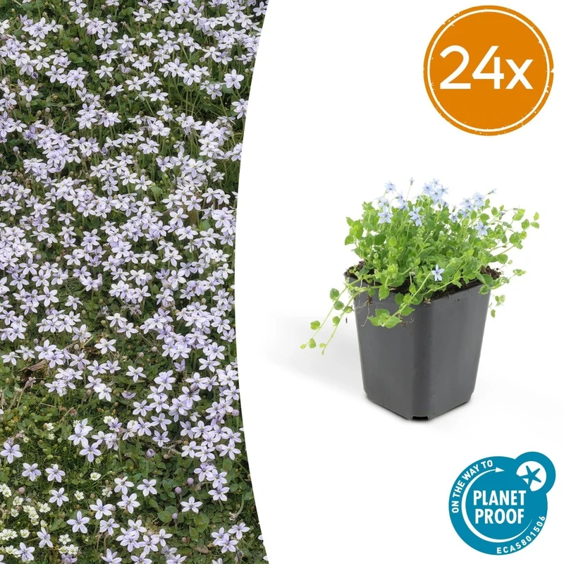 Isotoma fluviatilis – 24 Pflanzen Ø 9 cm Höhe 10–25 cm – Blühfreudiger, trittfester Bodendecker & Rasenersatz