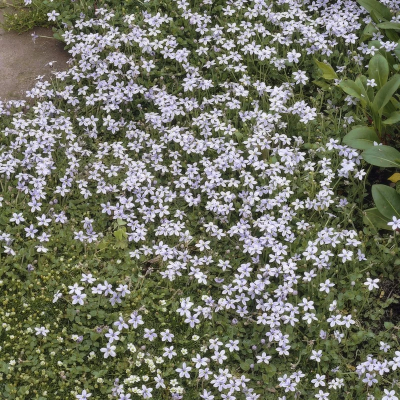 Isotoma fluviatilis – 24 Pflanzen Ø 9 cm Höhe 10–25 cm – Blühfreudiger, trittfester Bodendecker & Rasenersatz