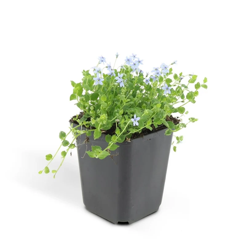 Isotoma fluviatilis – 24 Pflanzen Ø 9 cm Höhe 10–25 cm – Blühfreudiger, trittfester Bodendecker & Rasenersatz